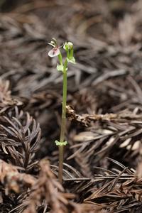 250123-Suetsugu-Stigmatodactylus-Plant