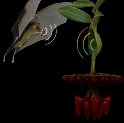 Hear My Nectar: Dish-Shaped Leaves Attract Pollinating Bats (3 of 10)