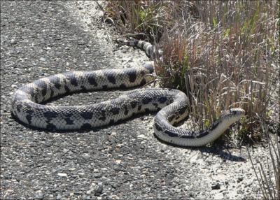 How Well Can a Snake Cross the Road?