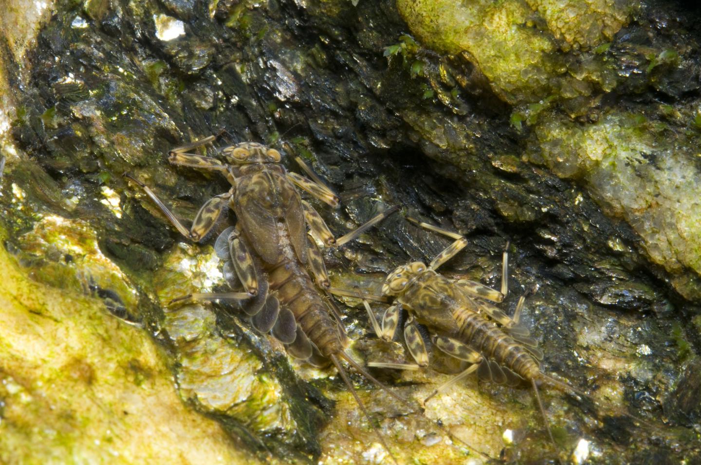 Mayflies in a Pennsylvania Stream