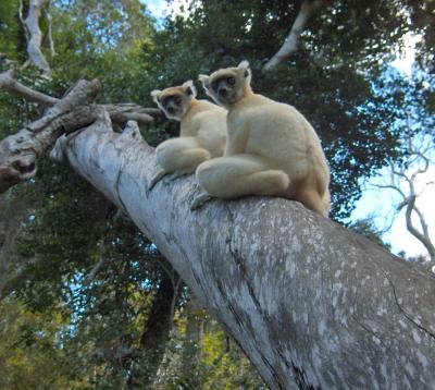 The Golden Crowned Sifaka, <i>Propithecus tattersalli</i>