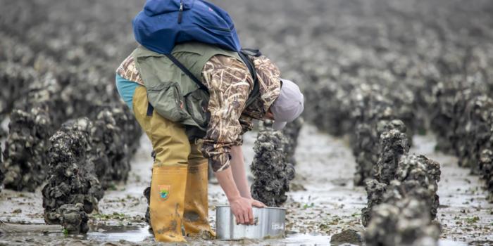 Volunteer is washing the samples.