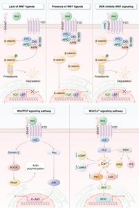 Unraveling the Role of the Wnt Pathway in Hepatocellular Carcinoma: From Molecular Mechanisms to Therapeutic Implications