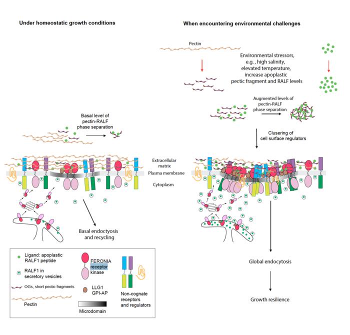 Researchers focused on sugar pectin, the receptor proteins FERONIA and LLG1 and the signal RALF peptide to understand how plants react to stimuli.