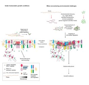 Researchers focused on sugar pectin, the receptor proteins FERONIA and LLG1 and the signal RALF peptide to understand how plants react to stimuli.