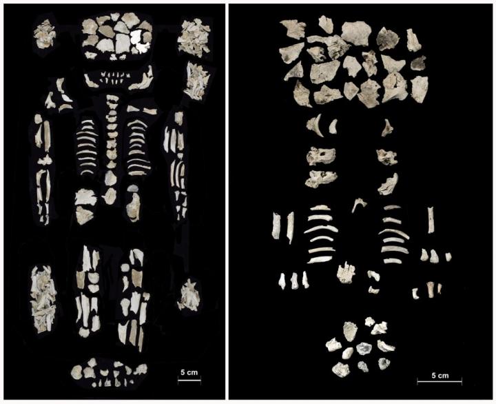 Bronze Age cemetery reveals history of a high-status woman and her twins