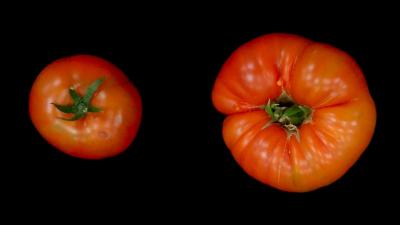 野生型（WT）番茄和具有Eno变异番茄的典型果实