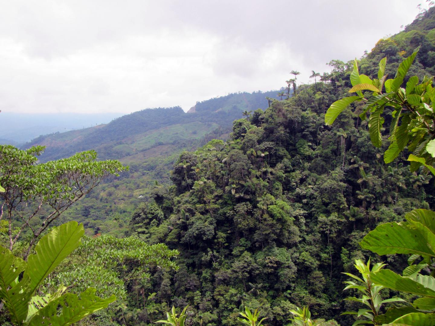 Andes Forest