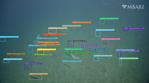 Video framegrab showing marine life identified by a machine-learning algorithm trained using FathomNet data