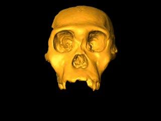 Scan of <I>Au. sediba</I> Cranium