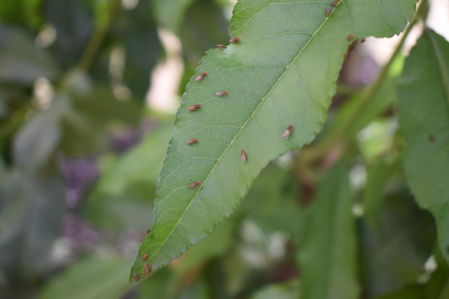 Fruit Fly Species