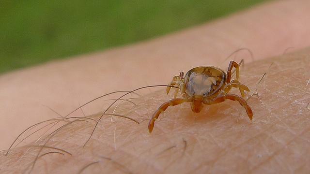 Citizen Science Supports Tick-Borne Disease Research
