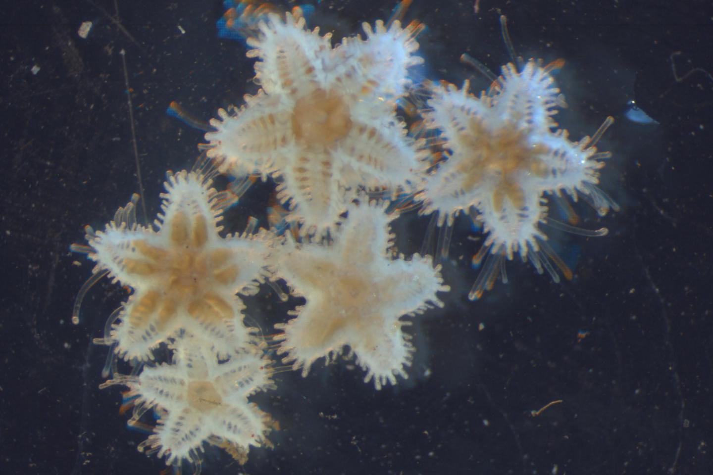 Young Sea Stars at the GEOMAR Laboratory