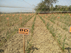 Wheat field in Bangladesh