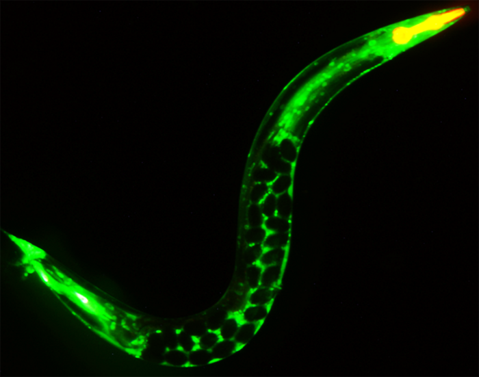 A C. elegans young adult worm