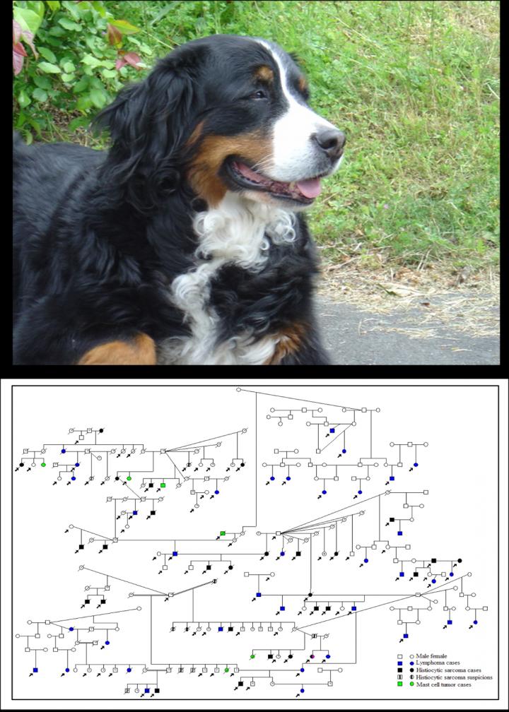 Mutations across the genome add up to blood cancer risk in three popular dog breeds