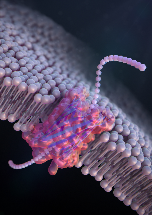De Novo Design of a Nanopore for Single-Molecule Detection that Incorporates a β-Hairpin Peptide