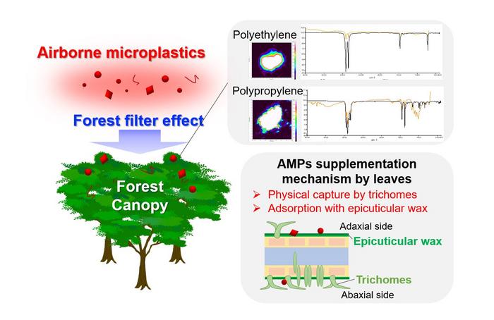Dynamics of AMPs in the forest