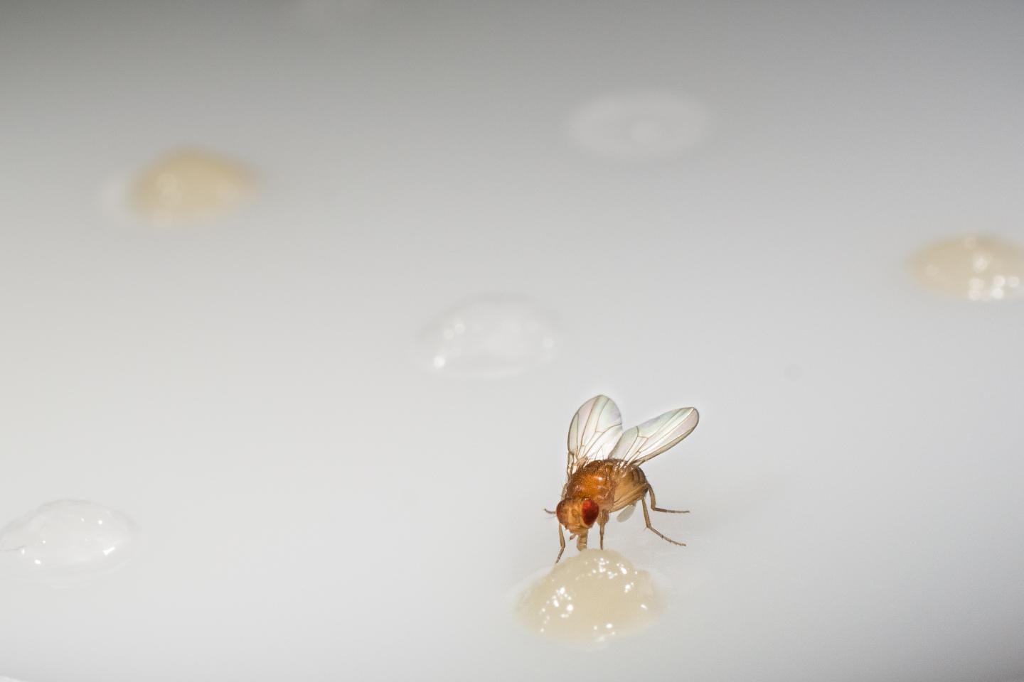 Fruit Flies Deprived of Specific Essential Nutrients Alter Food Choices (1 of 2)