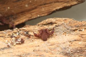 Pseudoscorpion from Israel: Hysterochelifer sp (Cheliferidae)