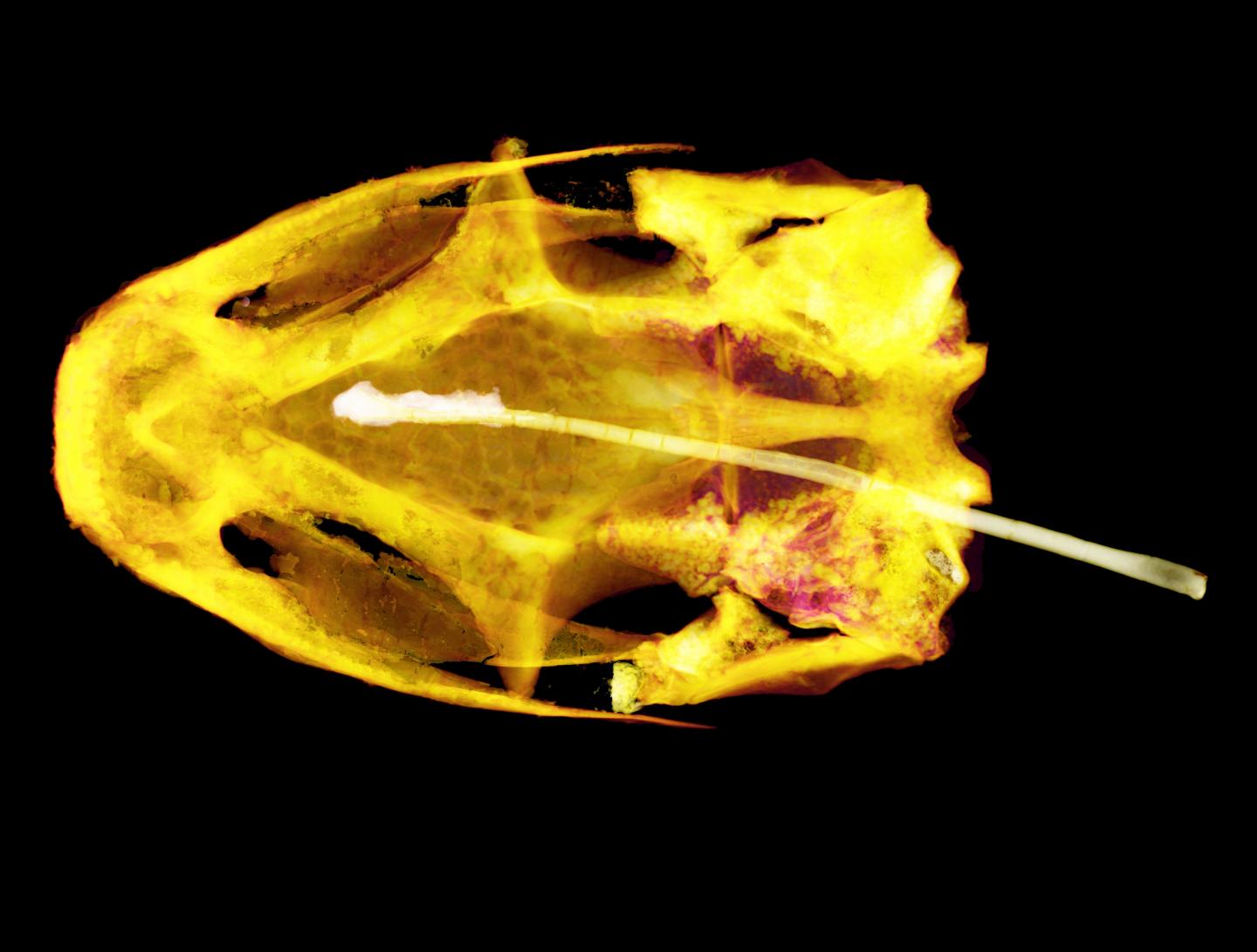 Extinct Amphibians Almost Survived to Present Day