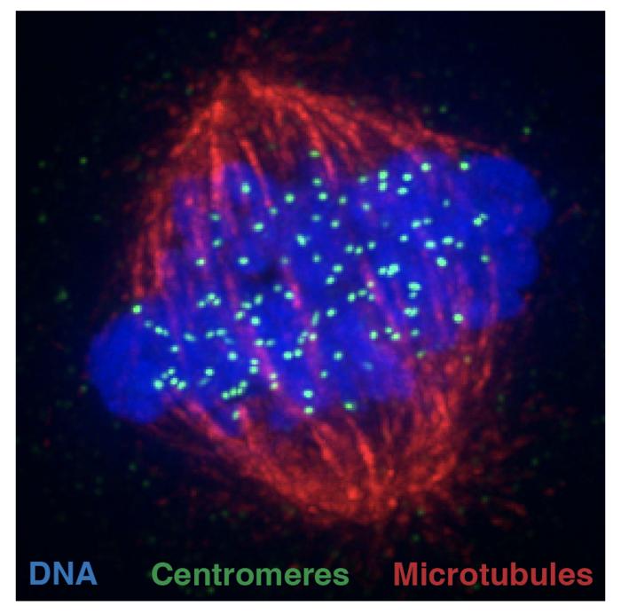 Cell division machinery, made up of microtubule filaments, attaching to centromeres to segregate identical copies of the cell's DNA during cell division.