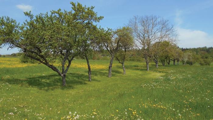 An orchard in Rutesheim-Perouse, southern Germany