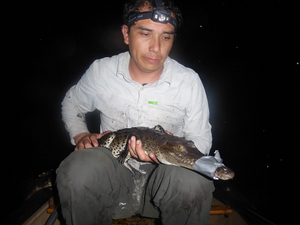 Researcher with an American Crocodile