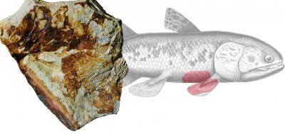 Shoshonia arctopteryx