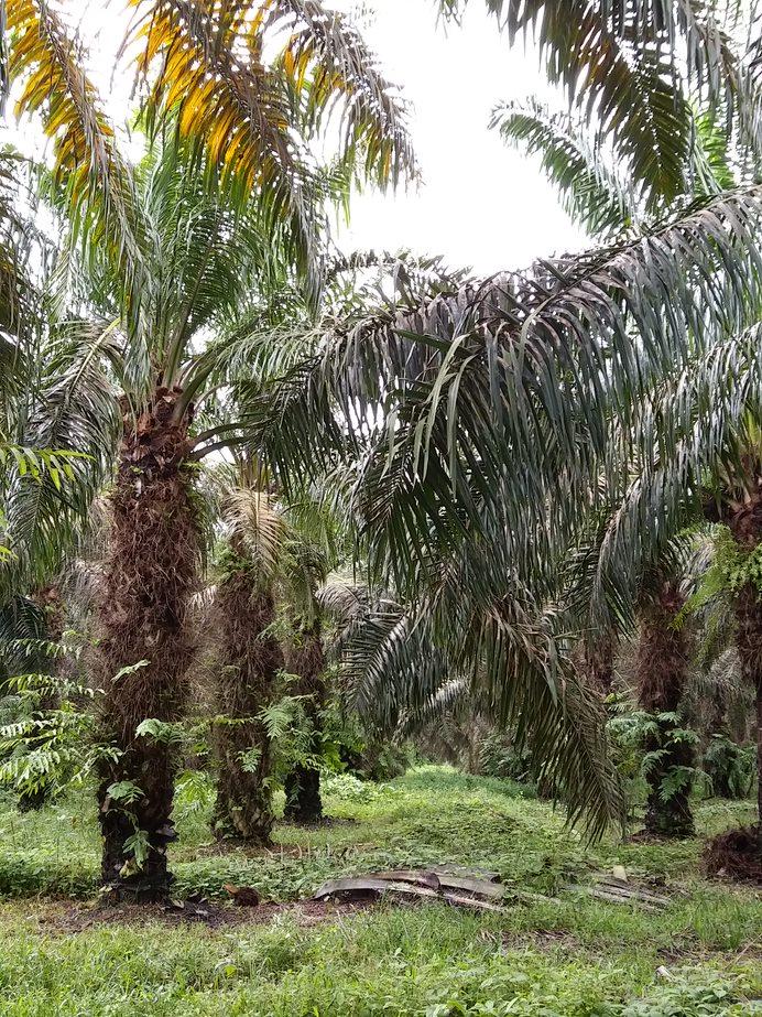 Oil Palm, Colombia
