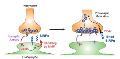 Diagram of Synapse Maturation Process