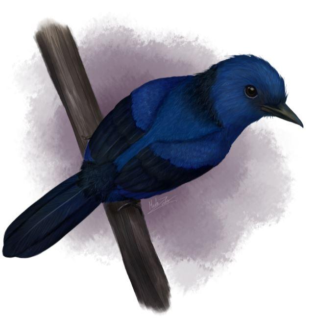 Reconstruction of <i>Eocoracias brachyptera</i>