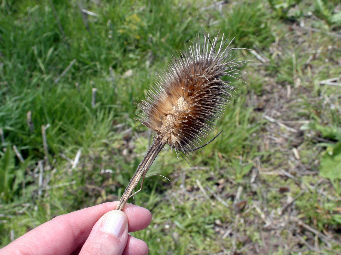 Teasel Inflorescence with Spiny Bracts