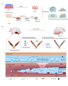 Reconstructable uterus-derived materials (RUMs) for uterus recovery towards efficient live births in rats.