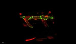 fly through the vasculature of a zebrafish embryo