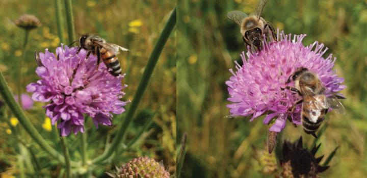 Into the Belly of the Bee (3 of 3)