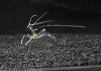The Cleaner Shrimp Ancylomenes Pedersoni