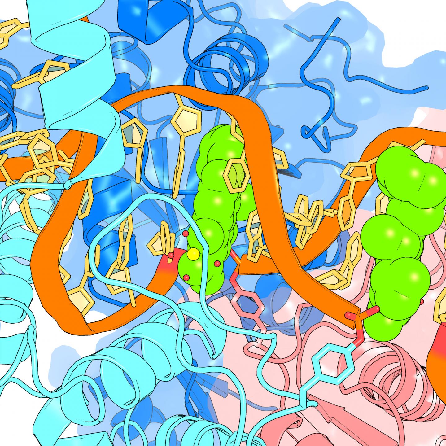 Moxifloxacin Interacts with TB's Gyrase Enzyme