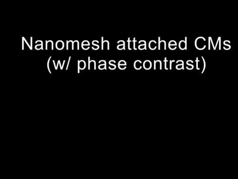 Microscope View of Beating Heart Cells and Sensor