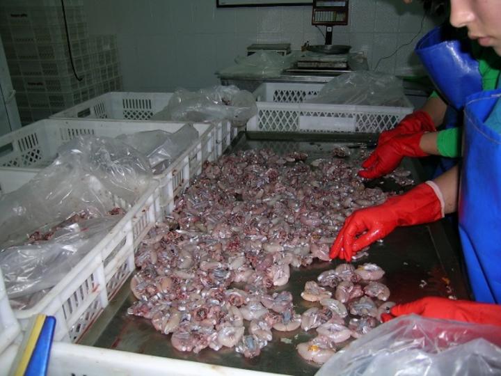 Frogs Being Processed for Market