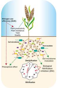 A scheme showing the relationships of biological nitrification inhibition in the rhizisphere, improved nitrogen use efficiency and plant productivity, resistance, yield and quality.