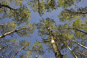 Aspens