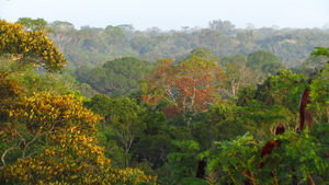 Tropical forest canopy