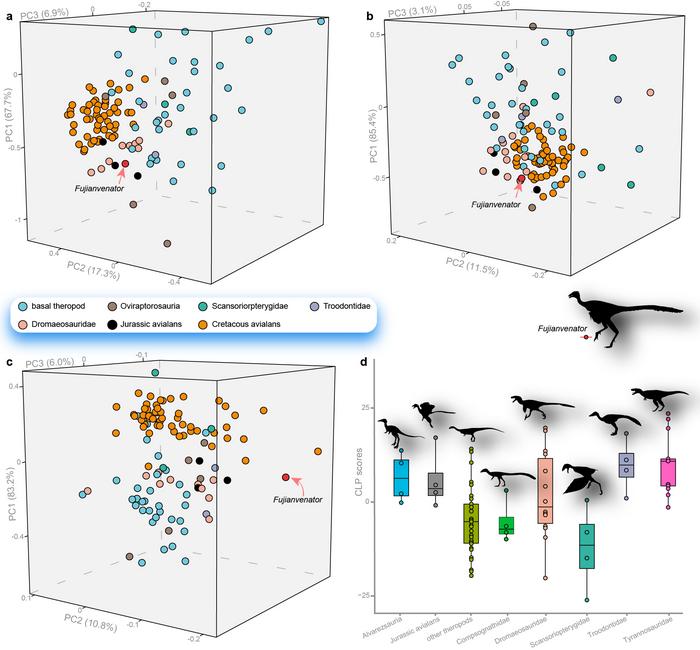 Morphometric space of body plan and cursoriality of Fujianvenator prodigiosus, compared with other Mesozoic theropods