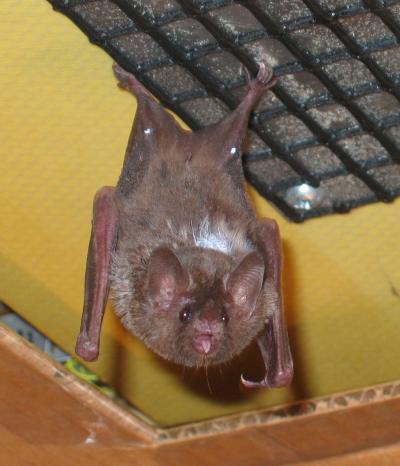 Bat on Arrival