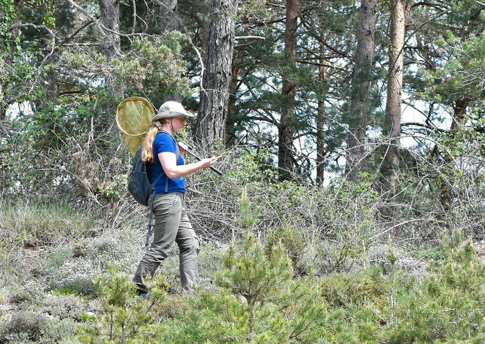 Daria Shipilina on field trip looking for butterflies