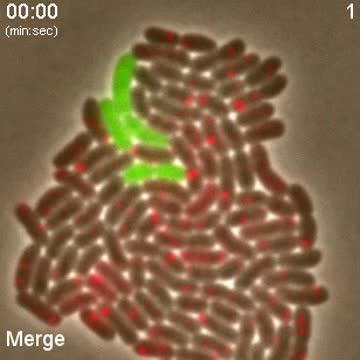Bacteria Fight Together against Competitors