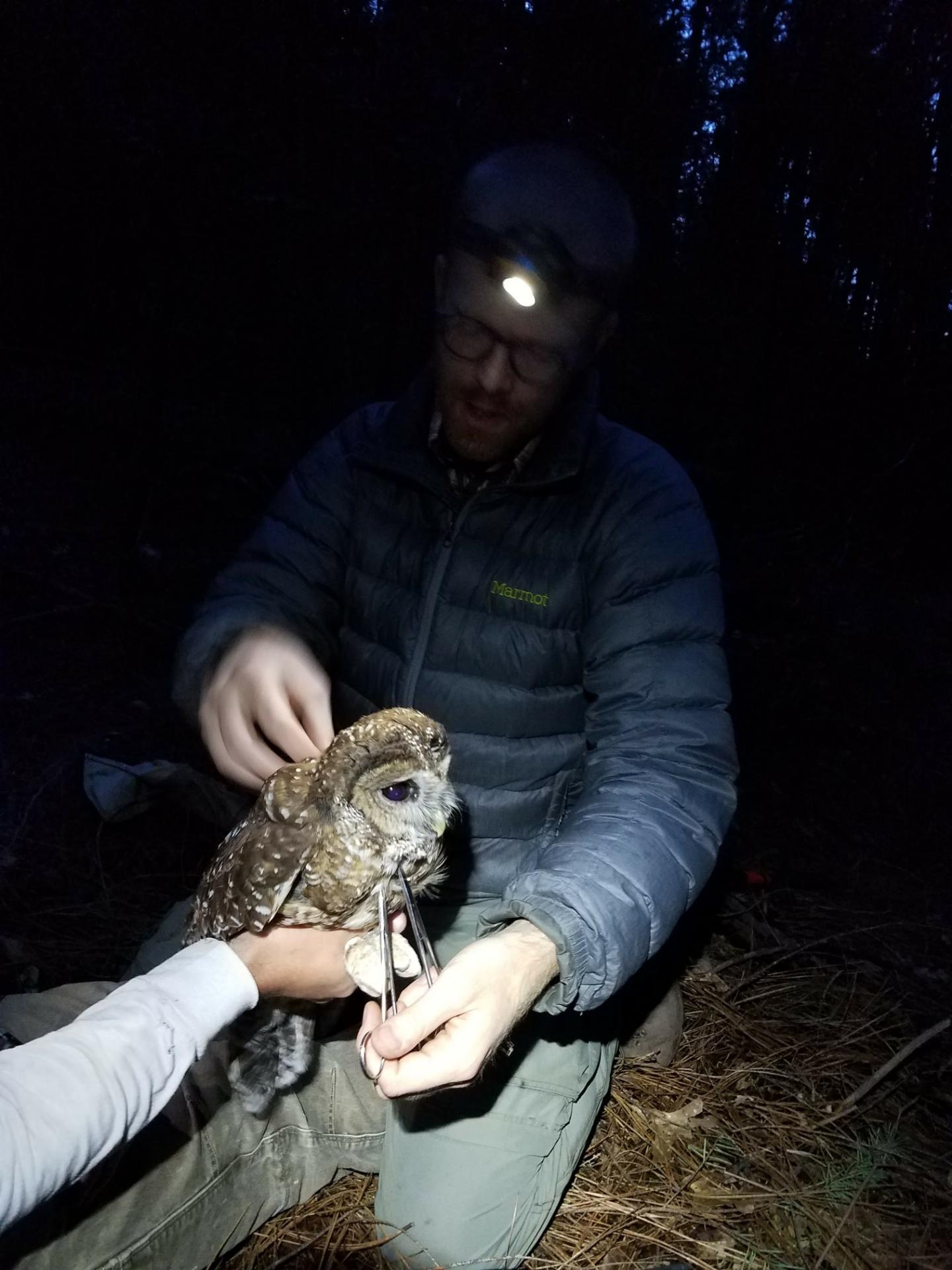 Gavin Jones Checking Owl Tag