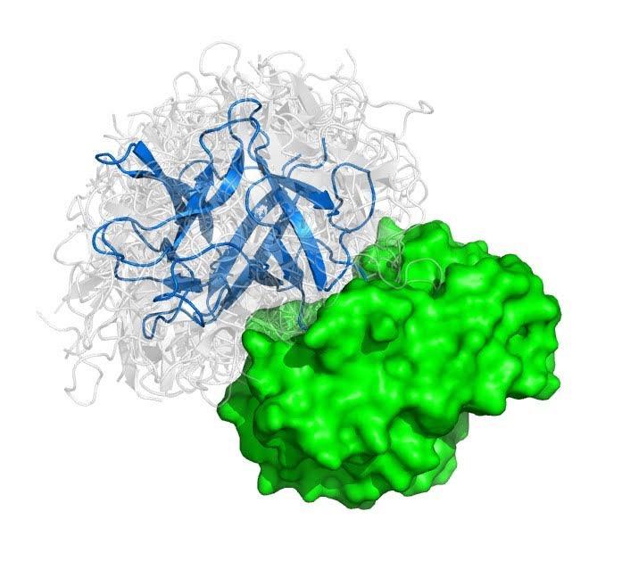 Protein Complex [IMAGE] EurekAlert! Science News Releases
