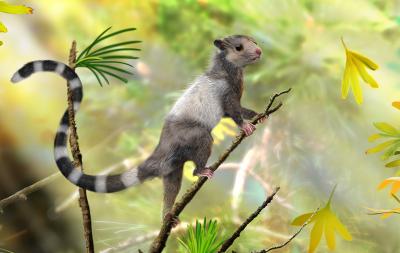 Reconstruction of <i>Xianshou songae</i>